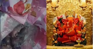 Mice Found On Siddhivinayak Pras