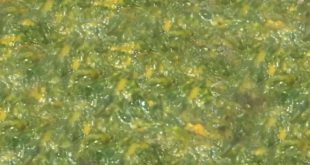 Spinach Palak Shaak 768x432.jpg