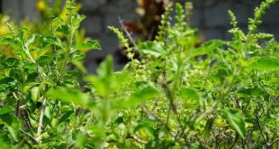 Tulsi Benefits In Gujarati 768x4