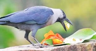 Crow Feed In Pitru Paksha.jpg (1)