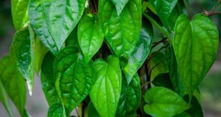 454244 Betel Leaves