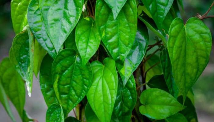 454244 Betel Leaves