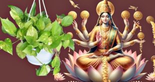 457273 Money Plant Vastu 1