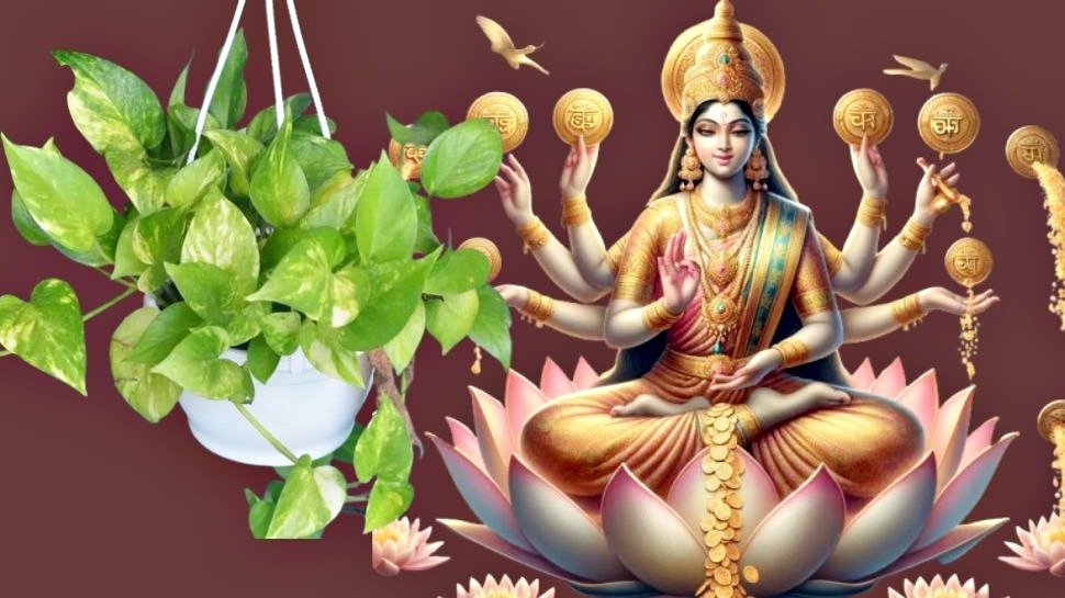 457273 Money Plant Vastu 1