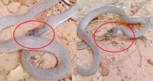 458275 Snake Video