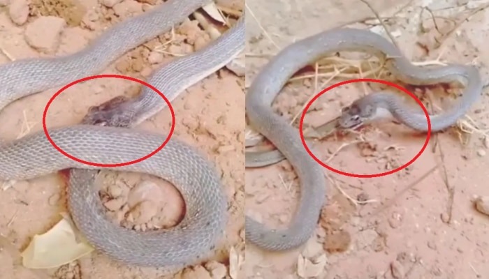 458275 Snake Video