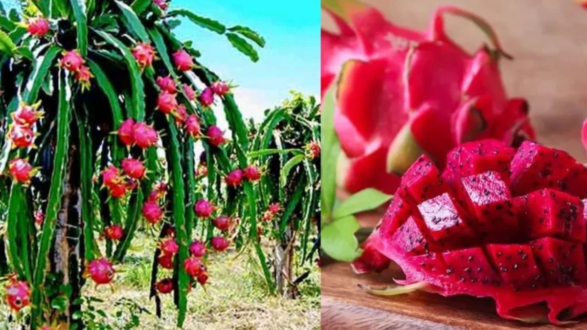 459555 Dragon Fruit 1