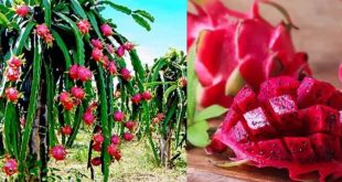 459555 Dragon Fruit 1