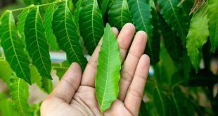 602945 Neem Leaves