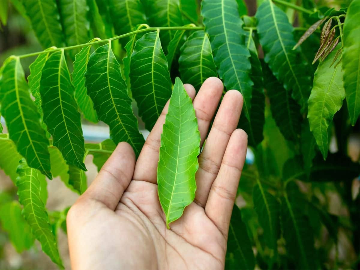 602945 Neem Leaves