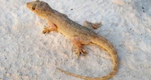 Get Rid Of Lizards E 768x432.jpg