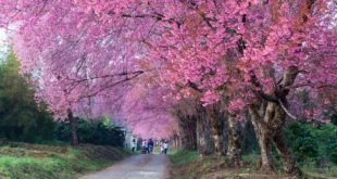 13 11 2024 Cherry Blossoms One 7