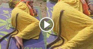 463384 Snake Viral Video (1)