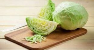 468013 Cabbage