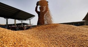 6 Wheat Farming Wheat Price Down