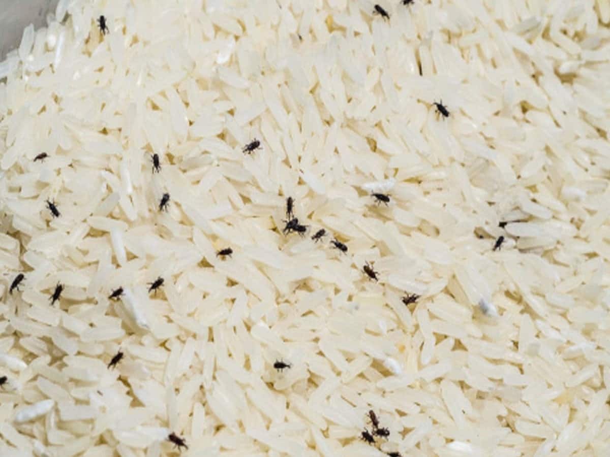 608262 Rice Bugs