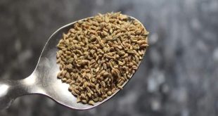 610363 Ajwain