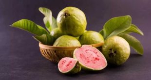 Ckq9ddi8 Guava Fruit Benefits In (1)