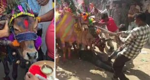 Gaygohari Festival Celebrated In