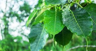 Peepal Leaf Benefits 768x432.jpg