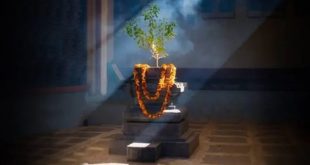 Tulsi Vivah 2024 Wishes Messages