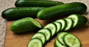 Cucumber Tometto 2 768x432.jpg