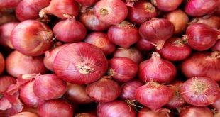 Onion 1200