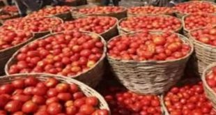 Tomato Price 768x432.jpg