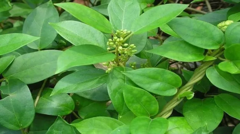 Gurmarleaf