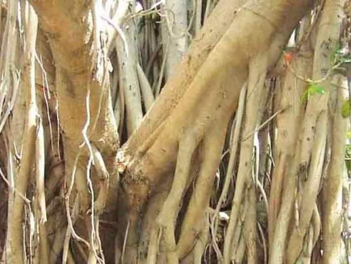 Banyan Tree Bark Water