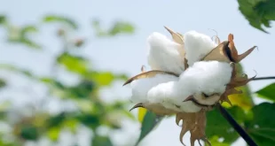 Cotton