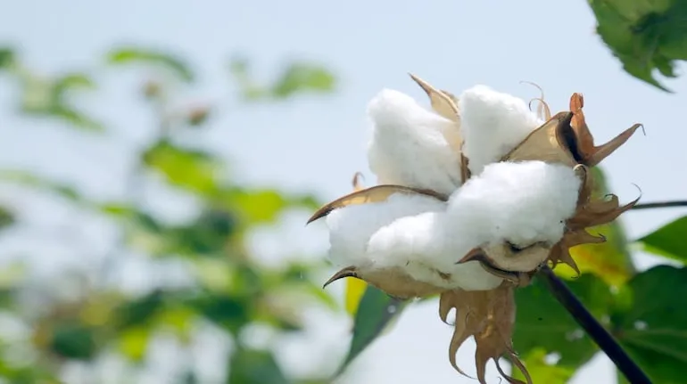 Cotton