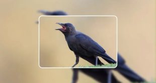 Crow 1 768x432.jpg