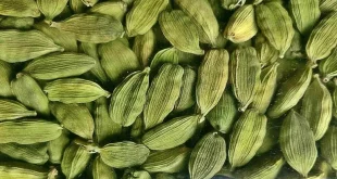 Cardamom