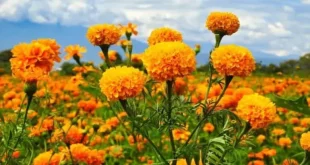 Marigold 1