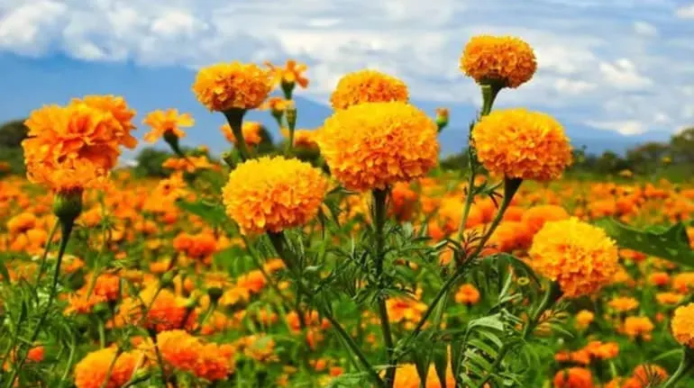 Marigold 1