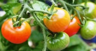 Tomato farming in winters for high yield and great taste