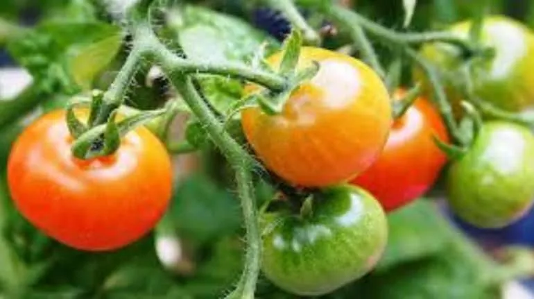 Tomato farming in winters for high yield and great taste