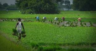 Agriculture Sector