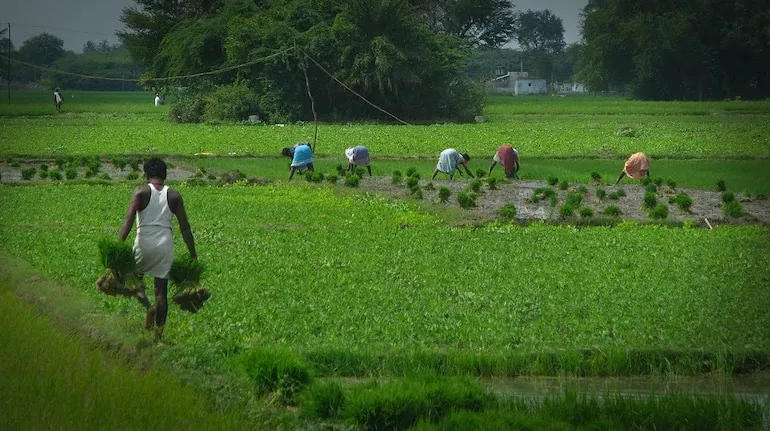 Agriculture Sector