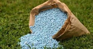 Fertilizer Subsidy