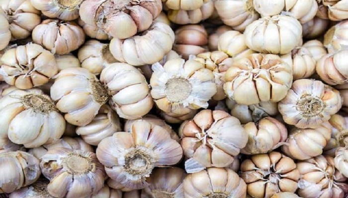 Garlic