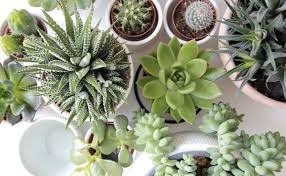 Indoor Plants : ये सिर्फ पौधे नहीं, आपके घर के फेफड़े हैं, सर्दियों में जहरीली हवा से बचाएंगे ये 6 नेचुरल एयर प्यूरीफायर